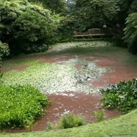 Azolla Weevil